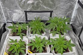The Ultimate Guide to gg4 Autoflower Tips and Tricks for Cultivation